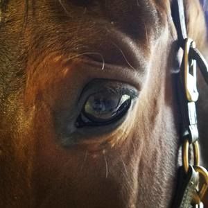 Meet your Posher, Sheri